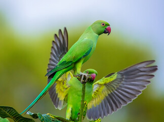 Rose-ringed parakeet