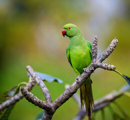 Rose-ringed parakeet