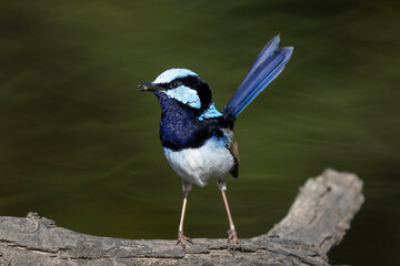 Obraz premium Male Superb Fairywren with food in beak