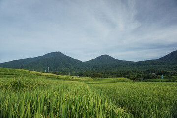 Fototapeta premium Beautiful rice field with mountains and dramatic sky at Tegalalang, Bali, Indonesia