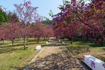 Many pink cherry blossoms in Formosan Aboriginal Culture Village-Nantou, Taiwan