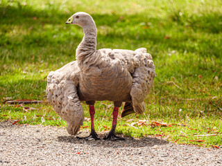 Cape Barren Wings Folded