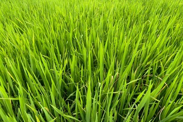 green Asian rice fields in Asia, Vietnam 