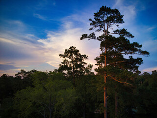 Obraz premium East Texas forest Golden Hour
