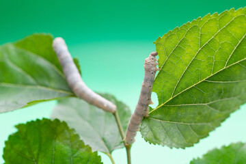 Two silkworms eating mulberry leaves