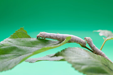 Two silkworms eating mulberry leaves