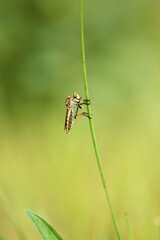a robberfly perched on a branch of grass