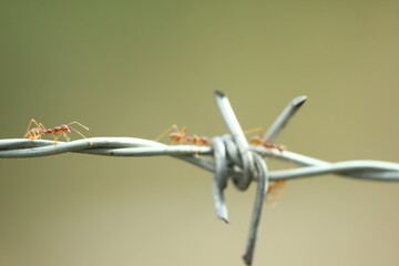 red ants are walking on the iron wire
