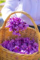 Moroccan saffron