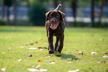 Happy Chocolate Labrador puppy dog running on playground green yard