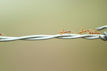 red ants are walking on the iron wire