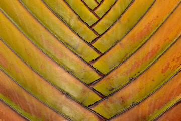 coconut tree furniture natural for the background