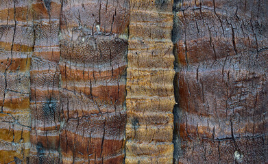 coconut tree furniture natural for the background