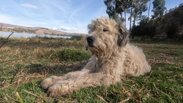 Video of white frizzy puppy in a field in South America. Concept of animals and nature.