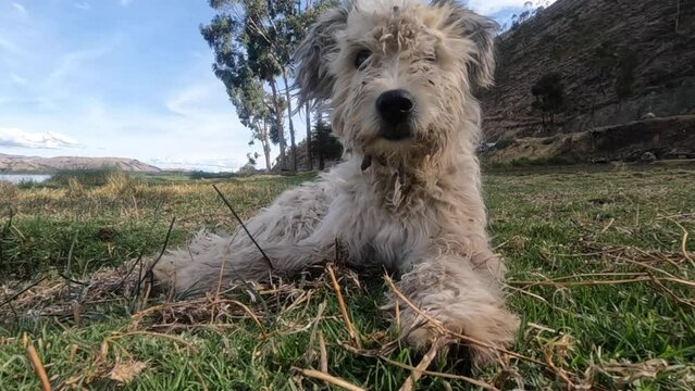Video of white frizzy puppy in a field in South America. Concept of animals and nature.