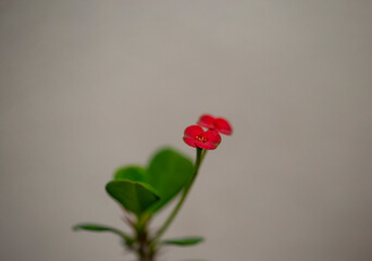 Euphorbia milii Des Moul. Red flower. Blurred background.