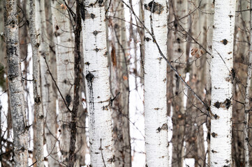 Aspen trunks in frozen winter forest