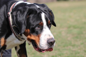 Portrait of a Greater Swiss Mountain Dog