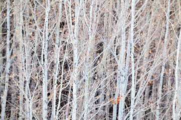 Aspen winter forest texture
