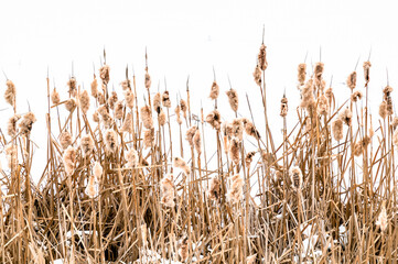 Cattail plants next to frozen wetland