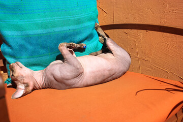 Beautiful happy bald Canadian Sphynx cat lying relaxed sunbathing on back with paws up on a soft orange cushion on a chair, enjoying the sun. Hairless sphinx kitty at home. Feline animal, pet indoors