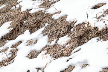 Grass covered in winter snow