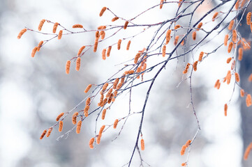 Alder plant catkins in winter