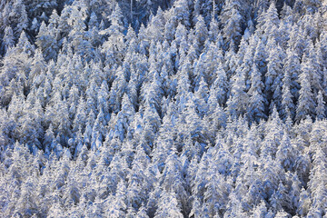 雪を纏った針葉樹の樹氷の森林