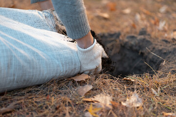 closeup of man hand pouring black soil in hole for planting new trees
