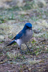 a jay bird on the ground
