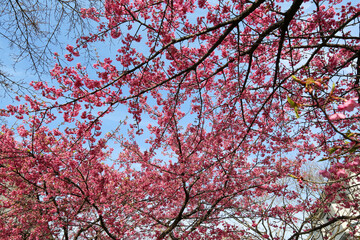 京都淀の河津桜