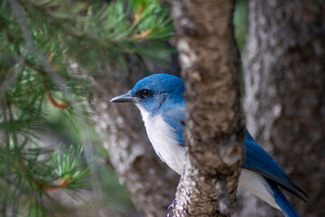 blue jay on a branch in a tree