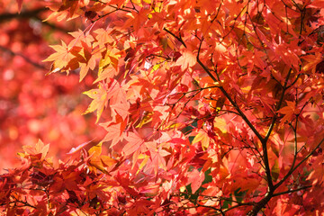 もみじの日差し