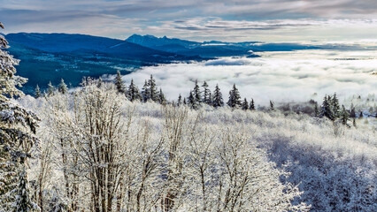 Winter inversion over Fraser Valley, BC, Canada, with snow-covered trees in foreground, as seen...