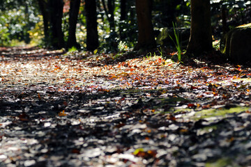 low-angle nature photo of a mountain path covered with fallen leaves in the beautiful autumn sunshine.