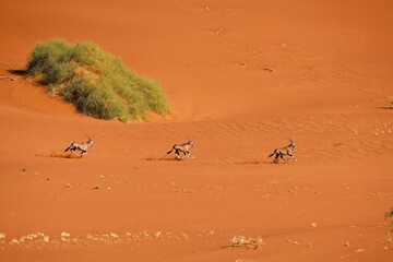 Obraz premium Running Gemsbok, Oryx gazella large antelope, on the dune escarpment in the Namib Desert in the Namib-Naukluft National Park of Namibia.