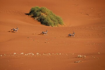 Running Gemsbok, Oryx gazella large antelope, on the dune escarpment in the Namib Desert in the Namib-Naukluft National Park of Namibia.