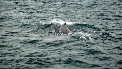Fototapeta premium Dorsal fin of a humpback whale (Megaptera novaeangliae) in the Machalilla National Park, off the coast of Puerto Lopez, Ecuador