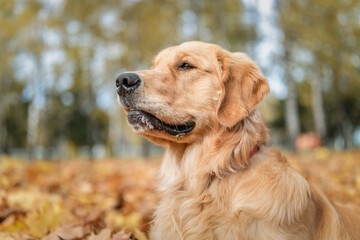 Beautiful purebred golden retriever in the autumn park on fallen leaves.