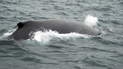 Dorsal fin of a humpback whale (Megaptera novaeangliae) in the Machalilla National Park, off the...