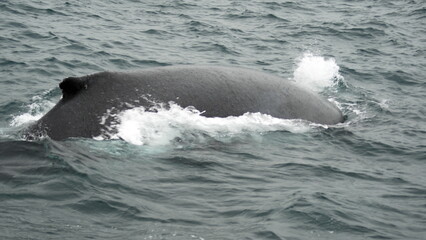 Fototapeta premium Dorsal fin of a humpback whale (Megaptera novaeangliae) in the Machalilla National Park, off the coast of Puerto Lopez, Ecuador
