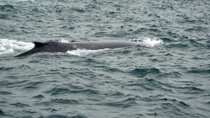Naklejka premium Dorsal fin of a humpback whale (Megaptera novaeangliae) in the Machalilla National Park, off the coast of Puerto Lopez, Ecuador