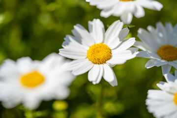 マーガレット３輪