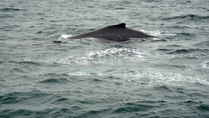 Dorsal fin of a humpback whale (Megaptera novaeangliae) in the Machalilla National Park, off the coast of Puerto Lopez, Ecuador