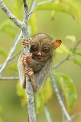 tarsier cub on a tree trunk in the forest