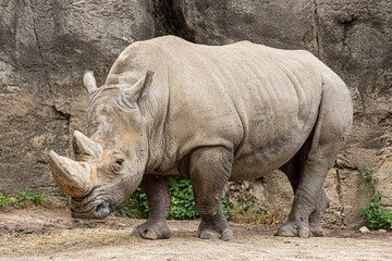 Rhino © Basel