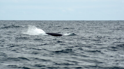 Humpback whale (Megaptera novaeangliae) splashing in the Machalilla National Park, off the coast of Puerto Lopez, Ecuador