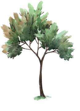 Beautiful png isolated clip art image with watercolor hand drawn tree illustration.