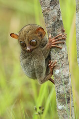 tarsier cub on a tree trunk in the forest