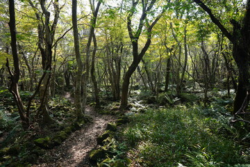 Fototapeta na wymiar refreshing autumn forest with path